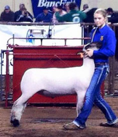 shellhouse livestock